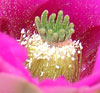 center of pink bloom