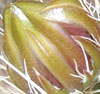 bud to the left of pink bloom