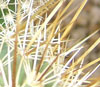 thistles below pink bud